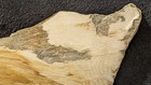 Rare Petrified Snakewood Contour Polish  Jonesii Menegoloxylyn  Yegua Form   Tx