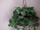 Artificial Hanging Plant Basket    Local Pickup  Nj 08902