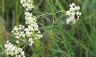 100 White Swamp Milkweed Native Seeds For Planting Whorled Milkweed 