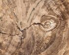 Polished Multi Core Texas Petrified Wood W  Termite bug Frass   Yegua Formation