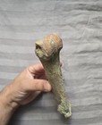 Ultra Rare Fossil Giant Prehistoric Roo Mammal Limb Bone Australia Ice Age