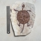 Unique And Authentic Paleontological Fossil Xule 01