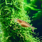 Java Moss 2oz Portion  Live Fish Tank Plants Aquarium Plant
