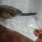 Ducks Unlimited Tom Taber Pintail Wood Carved Decoy Medallion Series Se 1986-87