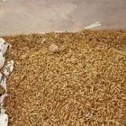 1000 Live Mealworms 1 2 To 3 4 Inch Long