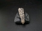 Fossil Dinosaur Permineralized Tooth Theropod     