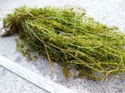 100 Live Elodea Canadensis Stems 1 Lb Native Aquarium Koi Pond Turtle Plant Bulk