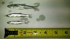 Bestbait Salted Emerald Shiners Preserved Minnows Free Shipping  Vhsv Free