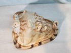 Queen Helmet Conch Seashell  Very Nice 