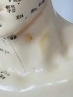 Human Head Acupoint Model Traditional Chinese Medicine Teaching Equipment