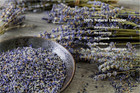2 Pounds Lavender Buds Dried Flowers 100  Natural Dried Lavender Buds  Ultra Blu