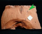 Very Rare  small Paleozoic Carboniferous Armored Spider Trigonotarbid Abdomen  