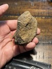 Interesting Complete Dinosaur Ankle Or Wrist Bone Hell Creek Fossil Mt