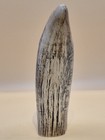 Scrimshaw  Replica Sperm Whale Tooth  