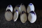 Wampum Quahog Shells  Ri Lot  8  Xl 3-3 1 2   Matched Pairs