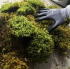 Live Sheet Moss Assortment 80oz     Terrarium  Vivarium  Fairy Gardens  Bonsai 