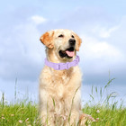 Waterproof Dog Collar Soft Rubber Dog Collar With Safety Buckle Adjustable Pet C