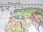 1938 Original Vintage Map Of The World   Vegetation Plants 