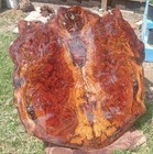 Masterpiece 49  Wide Table Top Wall Art Southern Red Oak Burl Wood Natural Color