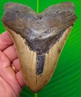 5 18    Megalodon Shark Tooth  Real Fossil No Restorations Sharks Teeth