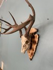 European Deer Skull Mount Indian Arrowhead Plaque With Adjustable Hanger
