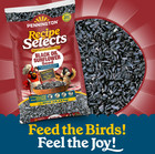 Pennington Recipe Selects Black Oil Sunflower Seed Dry Wild Bird Feed  40 Lb bag