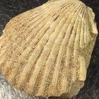 Fossil Pecten Scallop Shell Marine Bivalve Specimen Natural History
