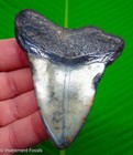 Megalodon Shark Tooth  Fossil - 3 39     Real Sharks Teeth