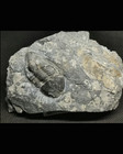 Exquisite From The Cambrian Period Trilobite Stone 