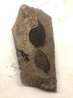 Mcabee  Bc Fossil Plants  6 4  