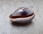 F Cypraea Mappa Rosea Huge Red Sea Shell 83 3mm F    f    Wow Great Pattern Rare