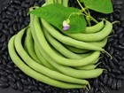 Bean Black Valentine Bush Bean Seeds    cool Beans N Sprouts  Brand  Home Garden
