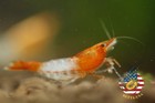 10 1 Orange Rili Shrimp Freshwater Neocaridina Aquarium Shrimp  Live Guarantee