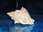 3-1 2 To 5-1 2   Red Mouth Frog Shell Bursa Lissitoma  Beach Decor Aquarium A3