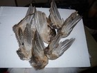 8 Beautiful Folded Ringneck Pheasant Wings For Crafts Dog Training Not Pairs
