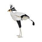 Bh7639 Hansa Hansa Secretary Bird 59 Real Animal Plush