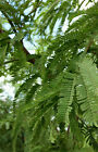 1-1000 Pcs Chilean Mesquite Shade Tree Seeds Algarrobo Prosopis Chilensis 0133