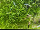40   2 Pack Cull     Freshwater Neocaridina Shrimp Beginner Pack Multicolor Shrimp