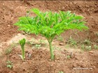1 Bulb Amorphophallus Paeoniifolius Elephant Foot Yam Whitespot Giant Arum Plant