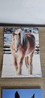 5 Pc Equine Advocates Blank 5 X 7 Note Cards  Unused  No Envelopes   Realistic