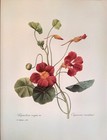 P  J  Redoute Flowers Capucine Mordoree Botanical Art Print Book Plate 139
