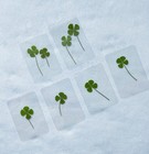     real Four Leaf Clover- Laminated Pressed Lucky Clover Good Luck Charm