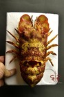 Lobster Specimen Real Scyllarides Squammosus  Museum-quality 20cm 7 8  Beautiful