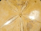 Big  Polished 150 Million Year Old  Sand Dollar Fossil Madagascar 184gr