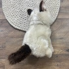 Gund Grumpy Cat Plush Realistic Stuffed Animal 9      4040133