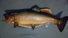 Vintage Real Skin Trout Mounted On Wood 1987 Algoma Wisconsin 5 Lb 2 Oz