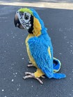 Hasbro Furreal Friends Squawkers Macaw Mccaw Parrot Interactive Bird - Tested