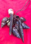 Himalayan Shaman Rare Healing Kit With Carvings  Shells Teeth   Amulets   Nepal