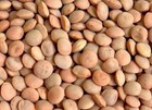 Red Lentils Whole Masoor Whole - 1kg 2kg 5kg 10kg 15kg 20kg 30kg 40kg Bulk