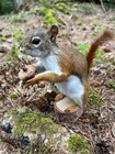 Red Squirrel Taxidermy  Squirrel Taxidermy  Pine Squirrel  Adirondacks  Gift 